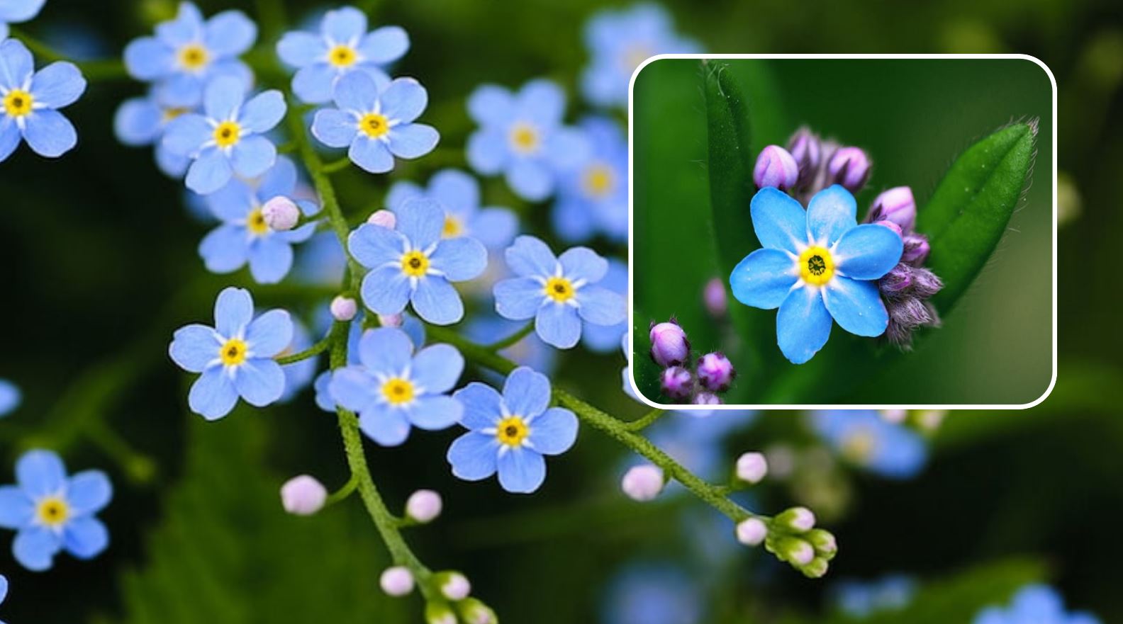 Hoa Lưu Ly nổi bật với những bông hoa nhỏ